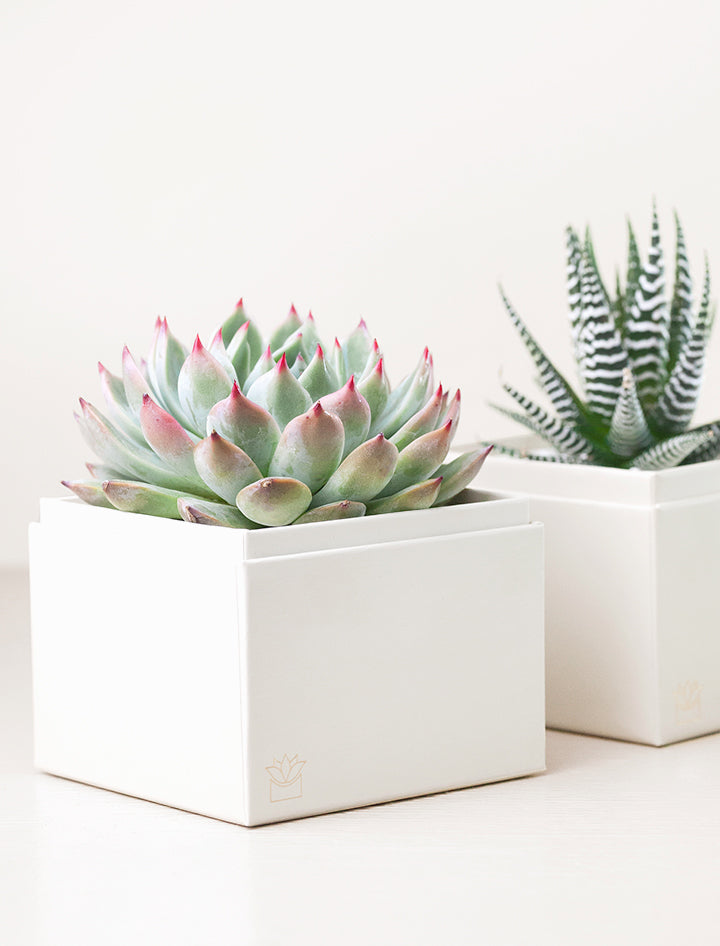 Duet Garden