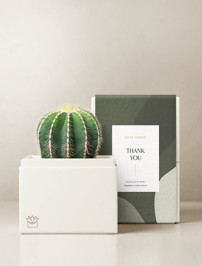 Cacti Garden